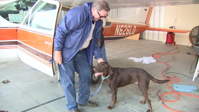 Dog injured by gunfire in Alabama flown to Tampa for care and adoption