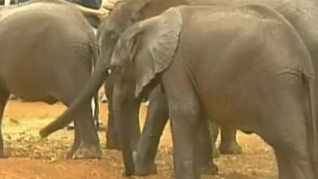 Elephants evolving to be tuskless because of ivory poaching, study finds