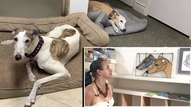 St. Petersburg stained glass artist combines love for pets with passion for art