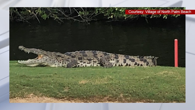 American crocodile Village of North Palm Beach