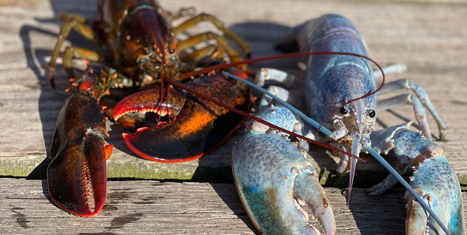 Maine lobsterman scores 1-in-100 million catch: an ultra-rare cotton candy  lobster