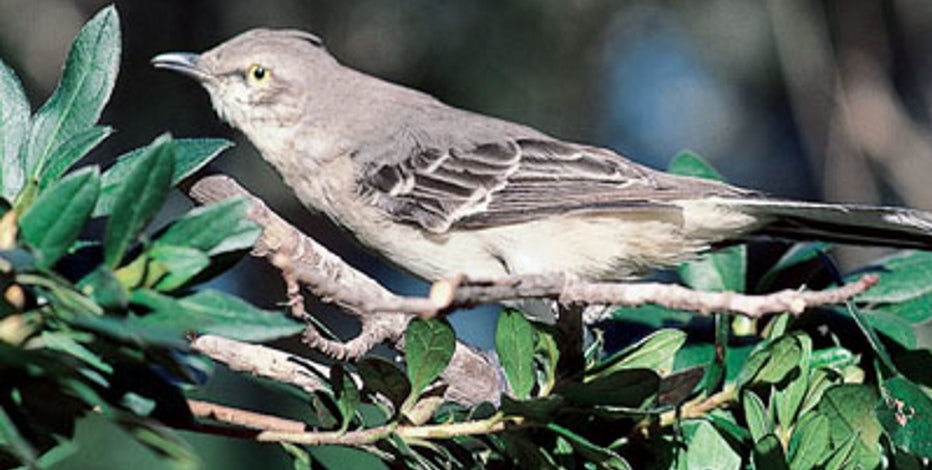 Florida to consider switching state bird from the mockingbird