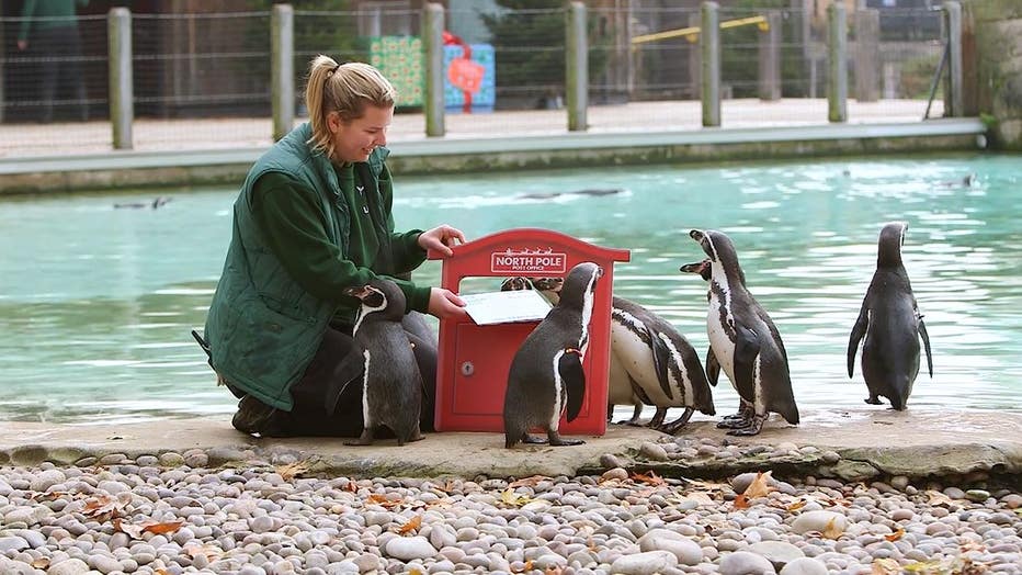 London Zoo penguins