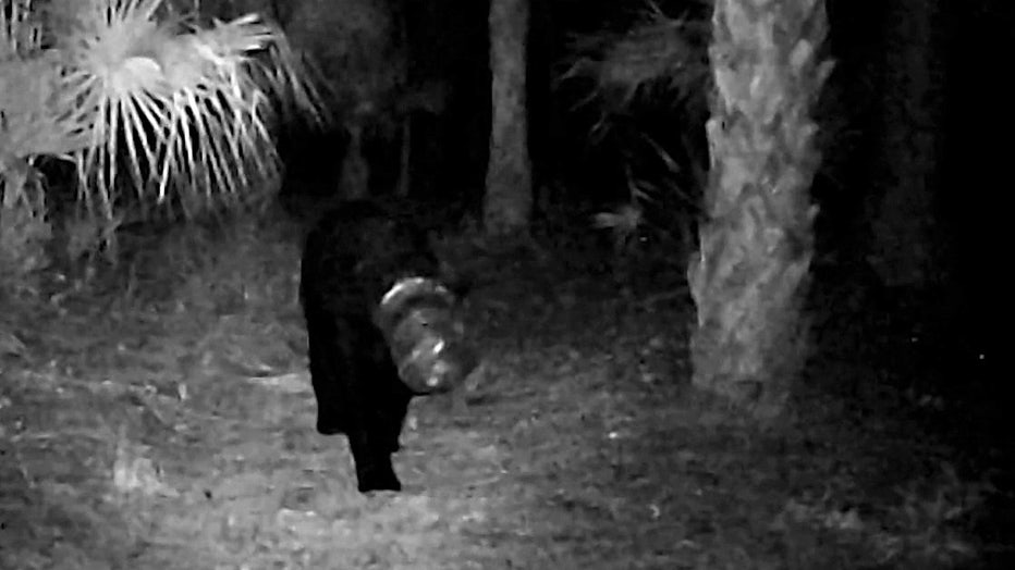 After 4 weeks, Florida wildlife agents get container off bear's head