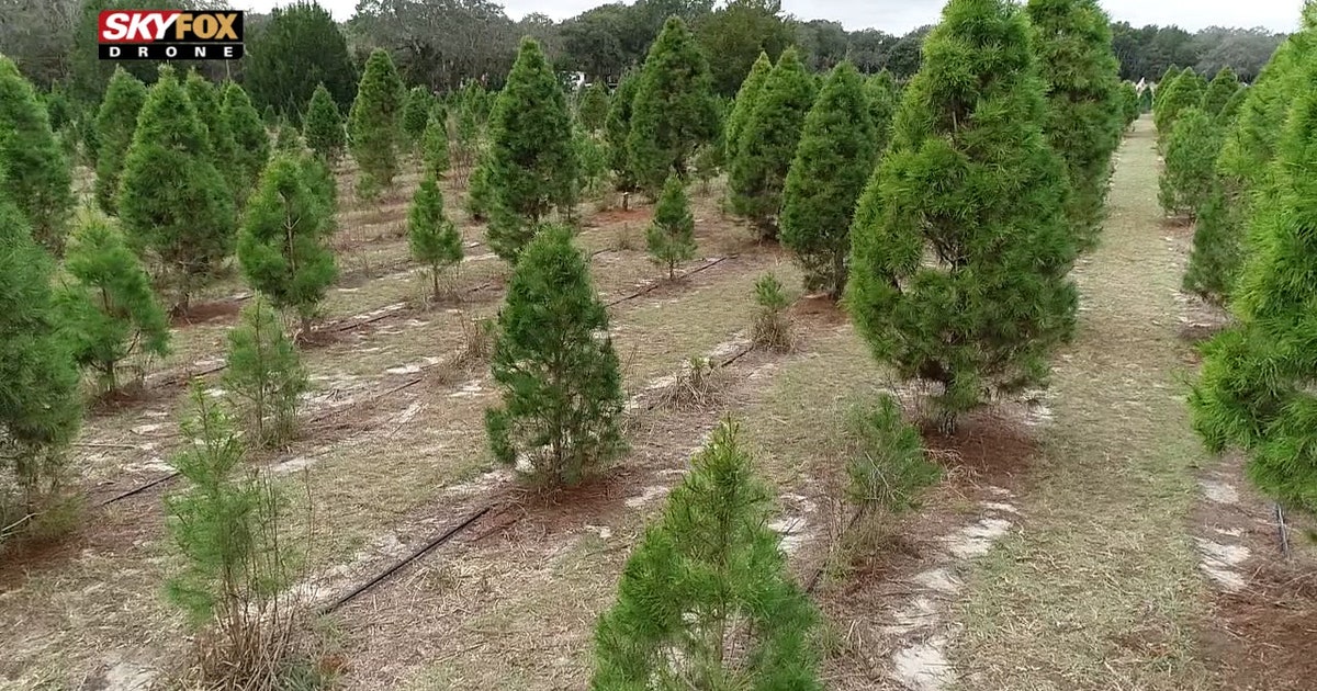 Chop down your own Florida-style Christmas tree at this Pasco farm ...