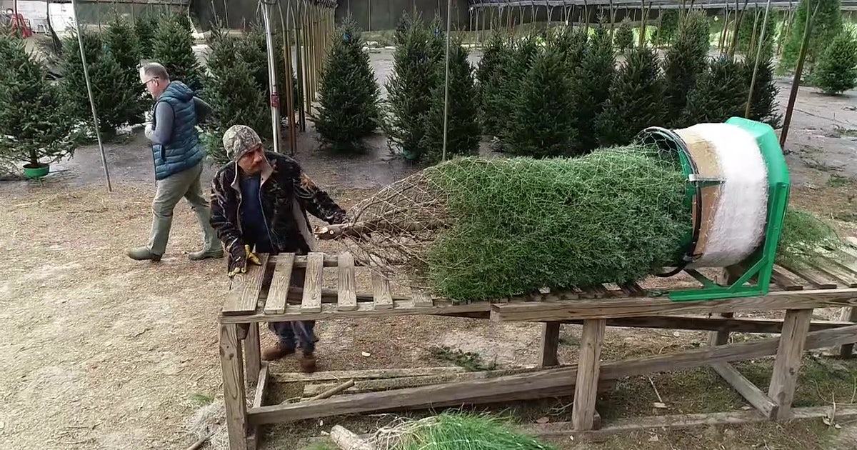 Find a Florida-style Christmas tree in Dade City | FOX 13 Tampa Bay