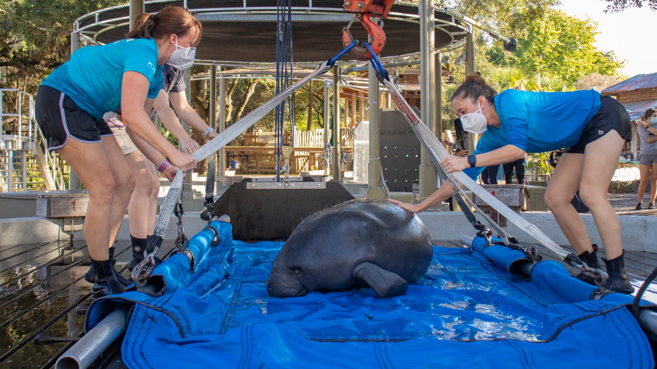 ZooTampa libera un manatí rehabilitado en el Golfo de México después de un tratamiento por toxicidad por marea roja