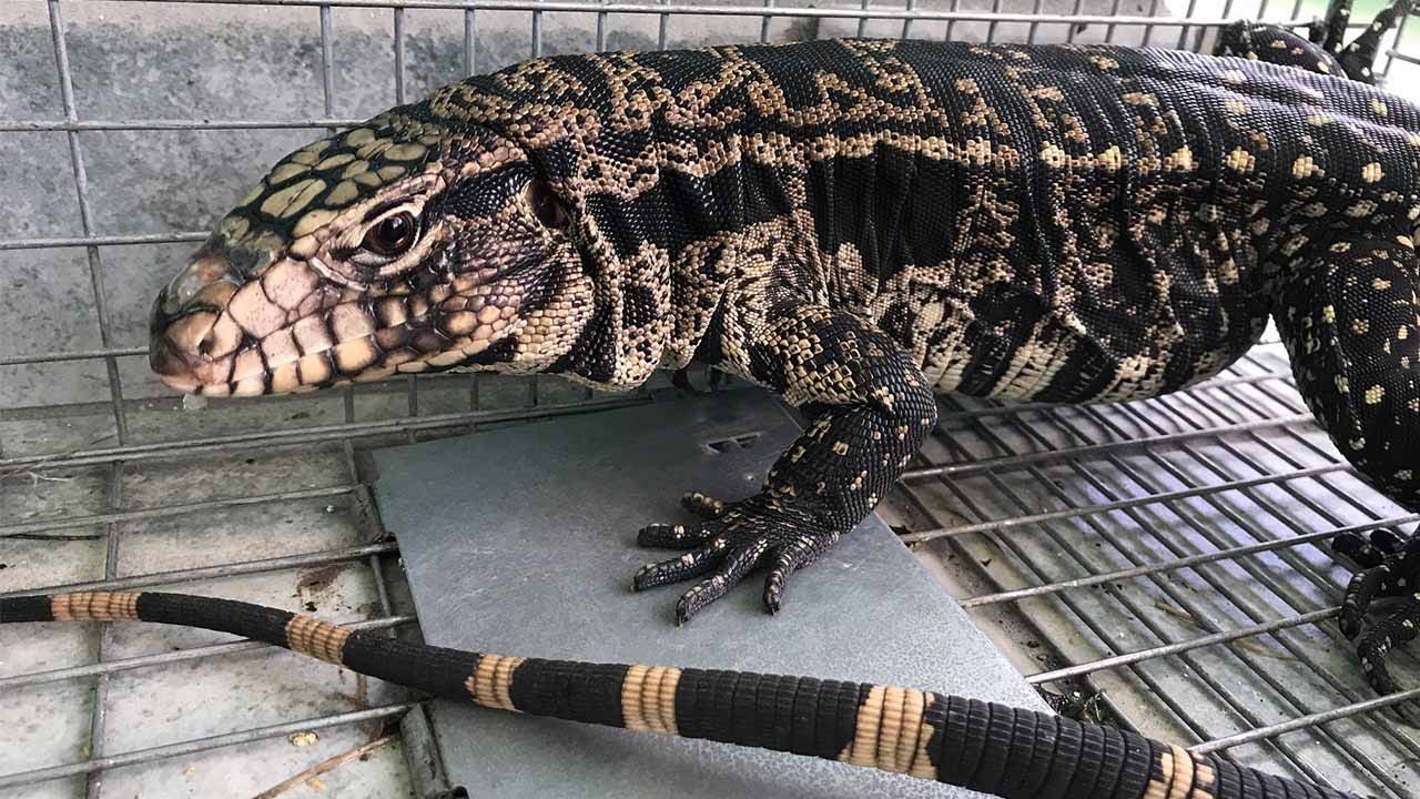 Argentine black and clearance white tegu reptiles