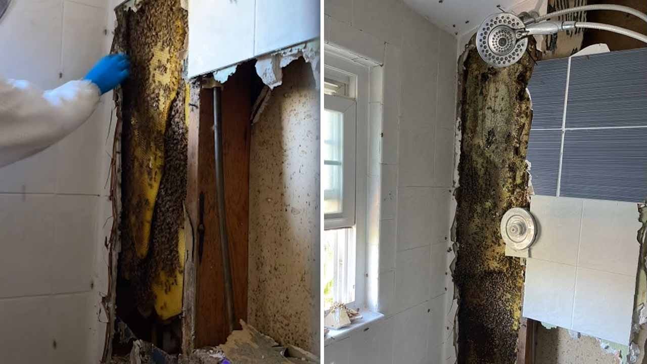 80,000 Bees, 100 lbs. of Honey, Found in Florida Couple's Bathroom Wall