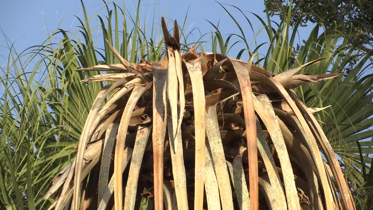 Palms impacted by lethal bronzing should be removed to prevent
