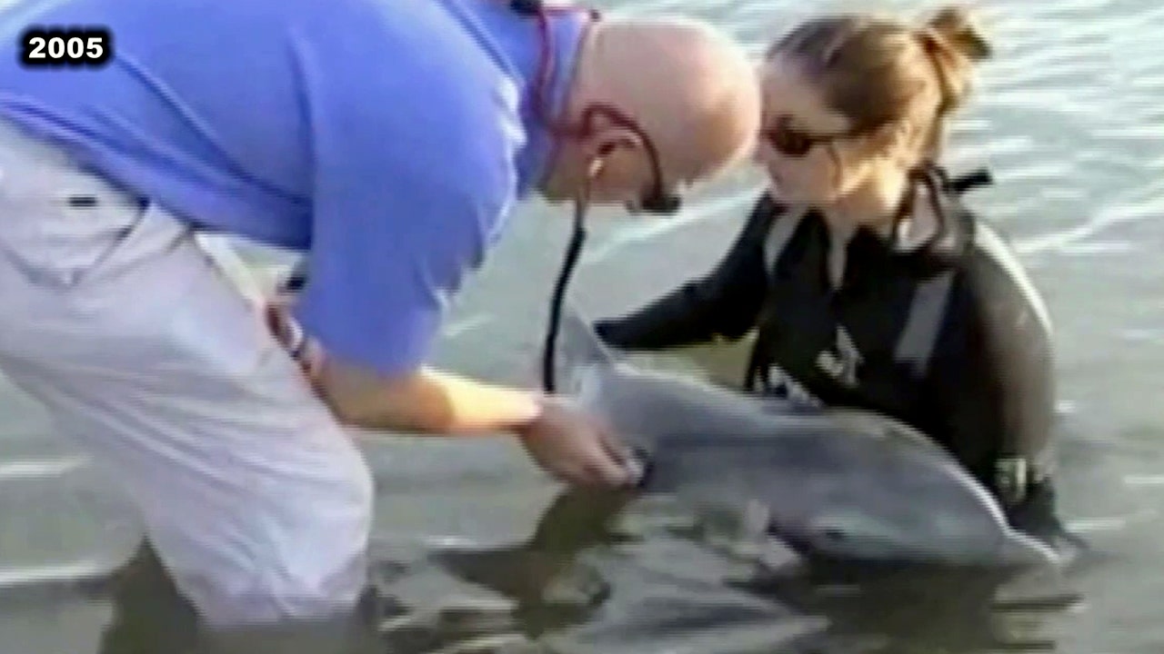 16 years ago, Winter the dolphin was rescued from a crab trap line
