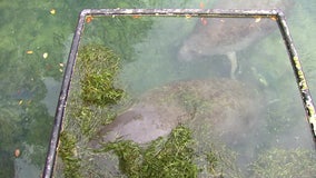 Florida company aids starving manatee population amid lack of seagrass