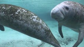 Florida manatee feeding program to wind down as temperatures warm