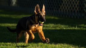 Bidens welcome new puppy, Commander, to the White House