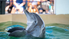 Nicholas the dolphin celebrating rescue anniversary at Clearwater Marine Aquarium