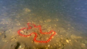 With Gasparilla returning, remember to watch where you toss those beads