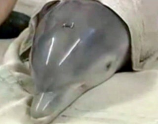 16 years ago, Winter the dolphin was rescued from a crab trap line