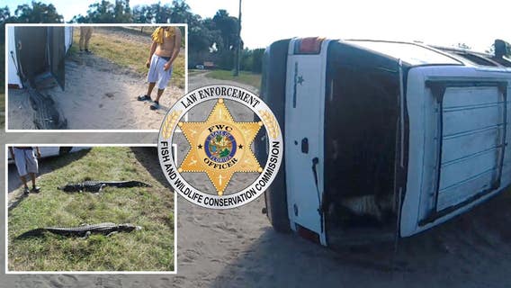 FWC officer finds two alligators hanging from SUV window at Hardee County accident scene