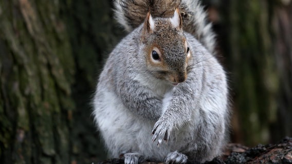 Squirrels chew through wires, force Minnesota park to scale back holiday light display