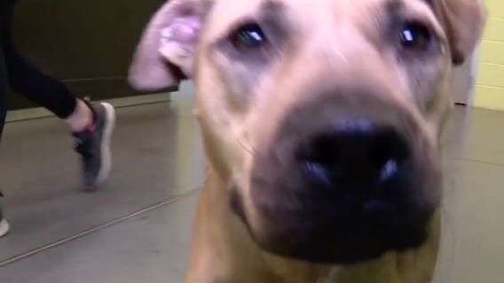 Central Florida shelter to deliver pets to homes on Christmas Eve