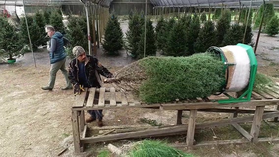 Find a Florida-style Christmas tree in Dade City