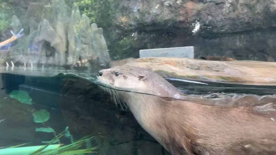 New river otter, named 'Huron,' moves into Florida Aquarium