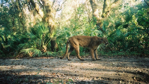 Three Florida panthers struck and killed by vehicles so far in 2022