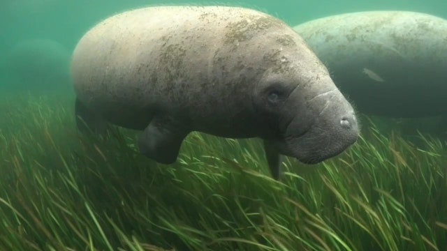 Program to restore seagrass also saving sea cows in Homosassa Springs