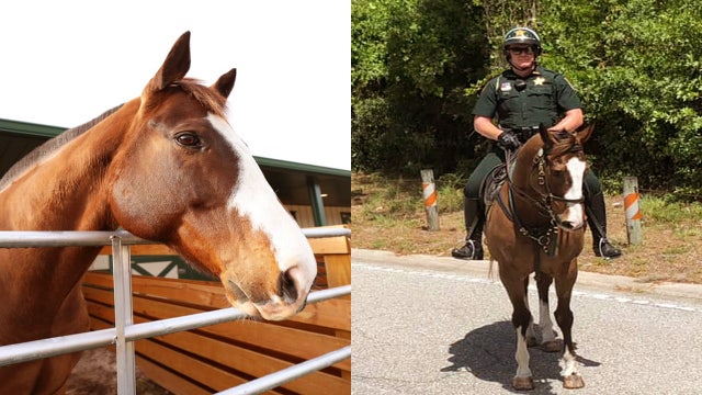 Sarasota County Sheriff’s Office mourning loss of beloved mounted patrol horse