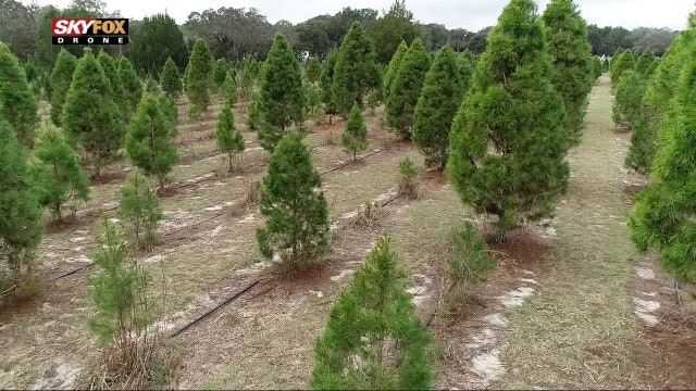 Chop down your own Florida-style Christmas tree at this Pasco farm