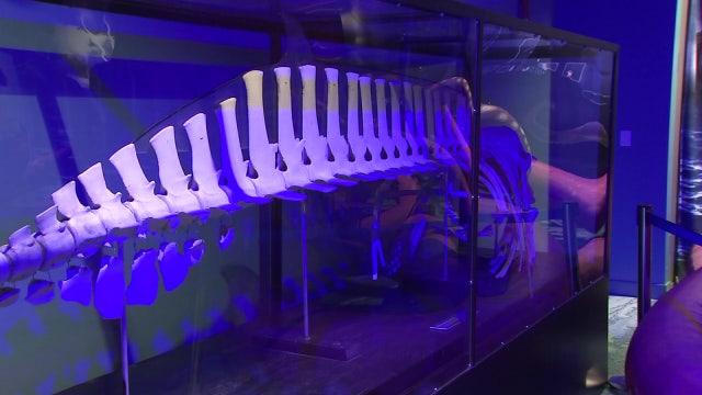 Real and mythical sea creatures collide at Clearwater Marine Aquarium