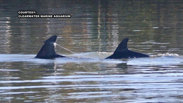 CMA asking for help locating 2 dolphins seen entangled in fishing line