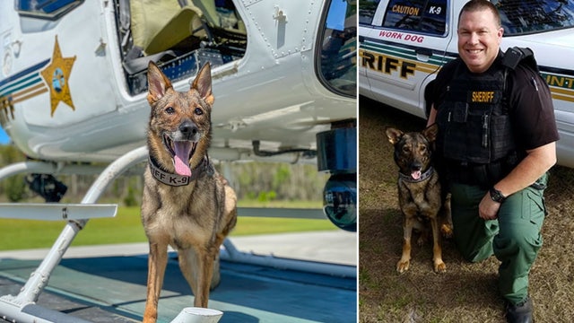 Pasco County Sheriff's Office K9 Strong dies due to 'medical issue'
