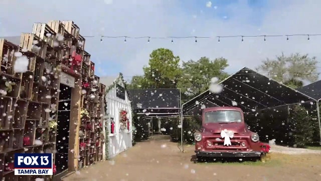 More than just pumpkins and trees at this family-owned St. Pete stand