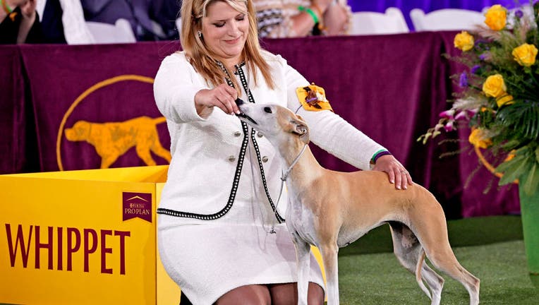 21fa77d5-145th Annual Westminster Kennel Club Dog Show