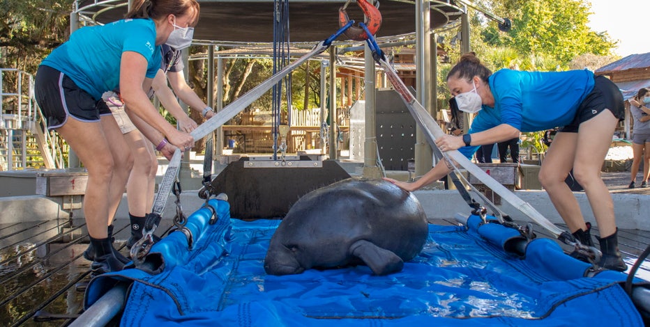 ZooTampa releases rehabilitated manatee into Gulf of Mexico after treating for red tide toxicity