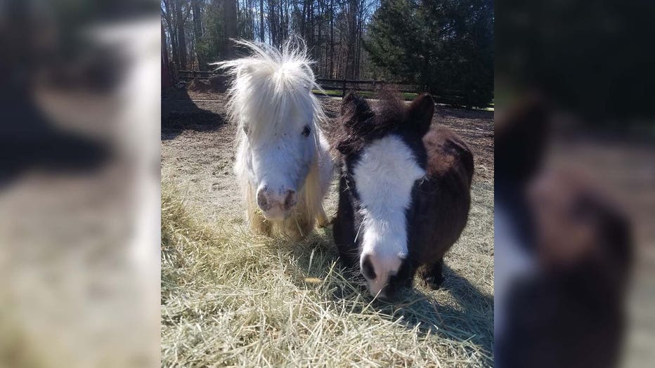 South Carolina animal sanctuary transforms into 'real-life unicorn farm'