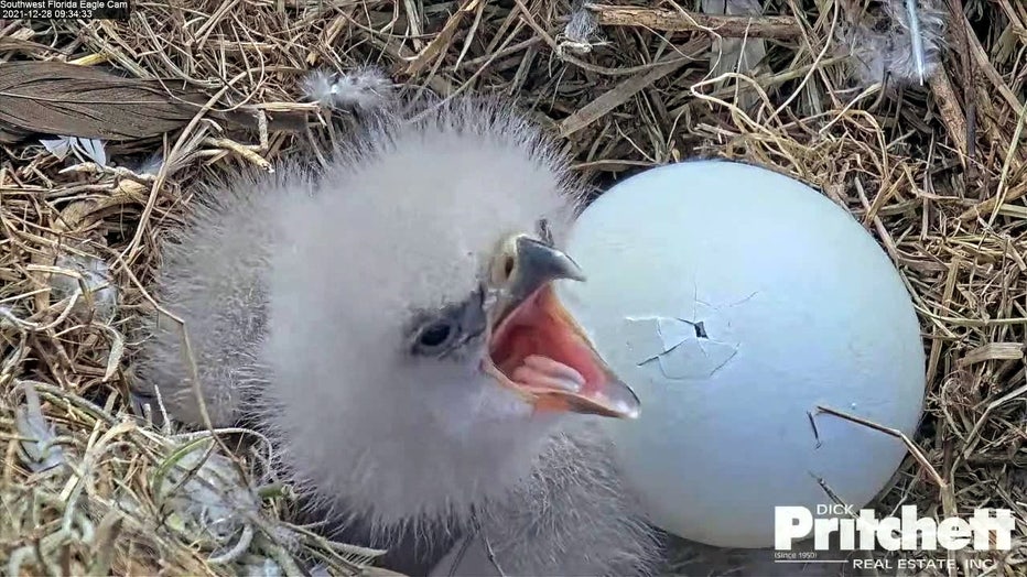 eagle eggs hatching