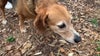 Contagious respiratory disease for dogs spreading in South Florida: Miami-Dade Animal Services