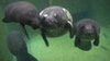 Four young manatees flown from Florida to Ohio for treatment