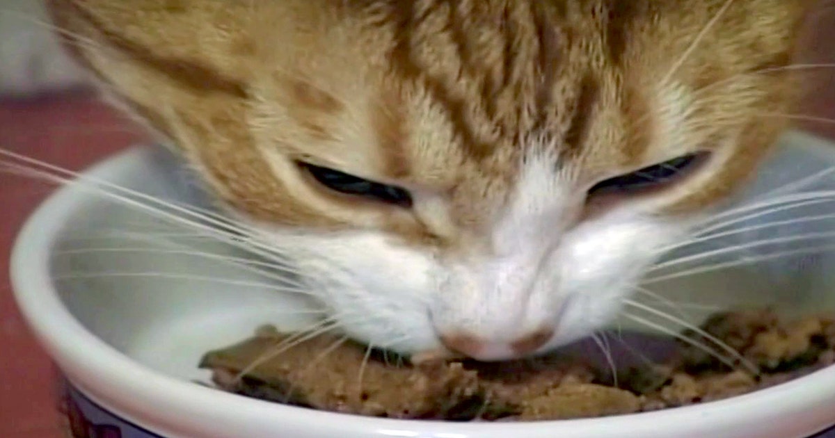 Pet owners resort to making cat food as supply chain issues leave ...