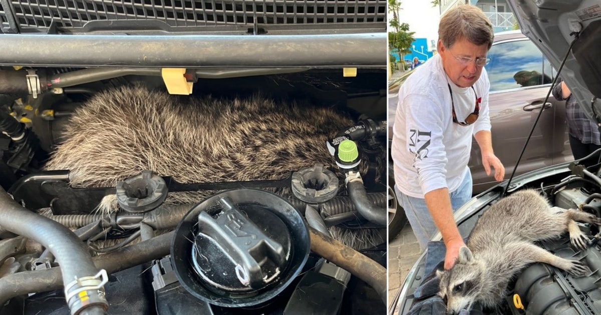 Raccoon rescued after getting stuck in car engine block in Bradenton ...