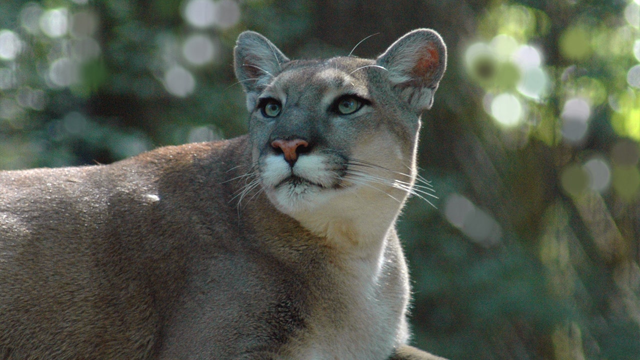 Majority of Florida panther deaths in 2021 were due to vehicle crashes