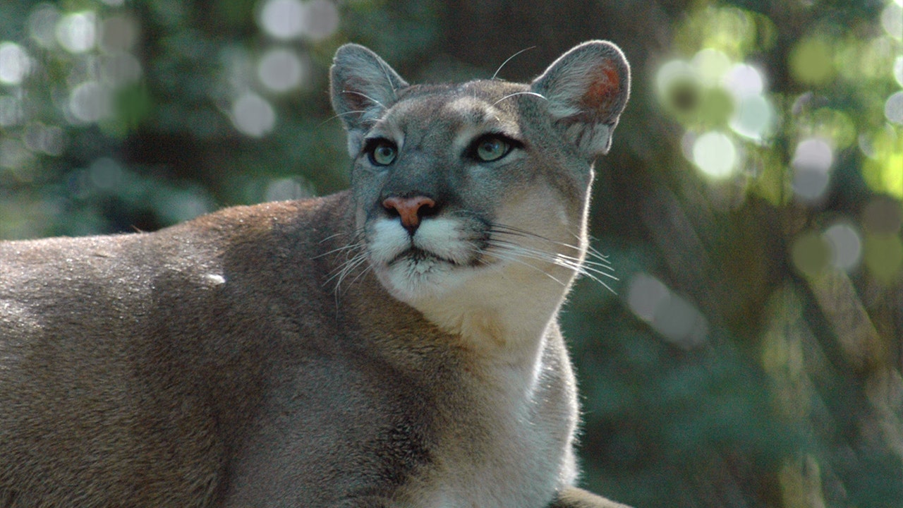 Majority of Florida panther deaths in 2021 were due to vehicle crashes Majority of Florida panther deaths in 2021 were due to vehicle crashes