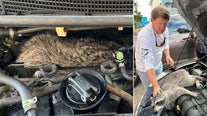 Raccoon rescued after getting stuck in car engine block in Bradenton Beach