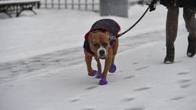Texas law aims to protect dogs from weather extremes