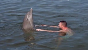 Dolphins provide therapy for wounded veterans down in Florida Keys