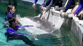 Winter's legacy: Dolphin rescued from Space Coast now lives at CMA