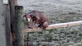 Dog climbed onto fence it was tied to in Polk City to avoid frigid ground