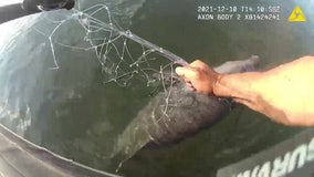 South Florida police officer rescues young dolphin trapped in fishing net: 'I got you, buddy'